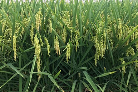 宿州市农机部门召开全市小麦机收减损技术培训会